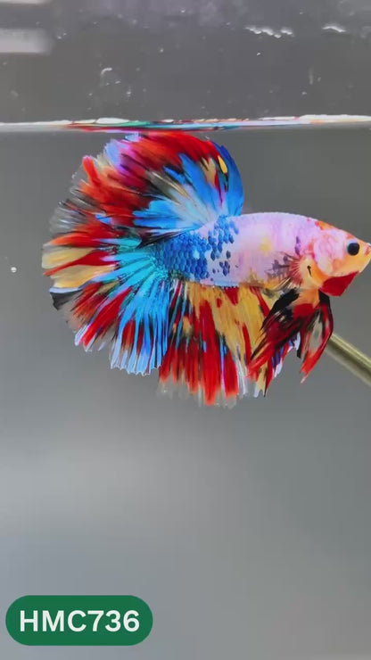 Multicolor Halfmoon Male Betta Fish | High Grade | Order Directly From Farm |  You Pick Fish |