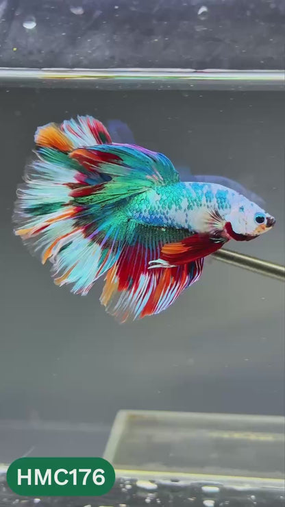 Multicolor Halfmoon Male Betta Fish | Order Directly From Farm | You Pick Fish
