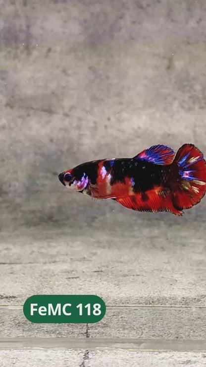 Multicolor Female Betta Fish | You Pick Fish | High Grade