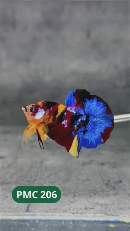 Multicolor Plakat Male Betta Fish |Show Grade|  You Pick Fish