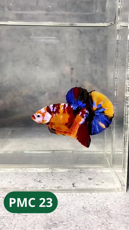 Multicolor Plakat Male Betta Fish |Show Grade|  You Pick Fish