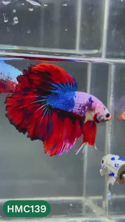 Multicolor Halfmoon Male Betta Fish | Order Directly From Farm | You Pick Fish