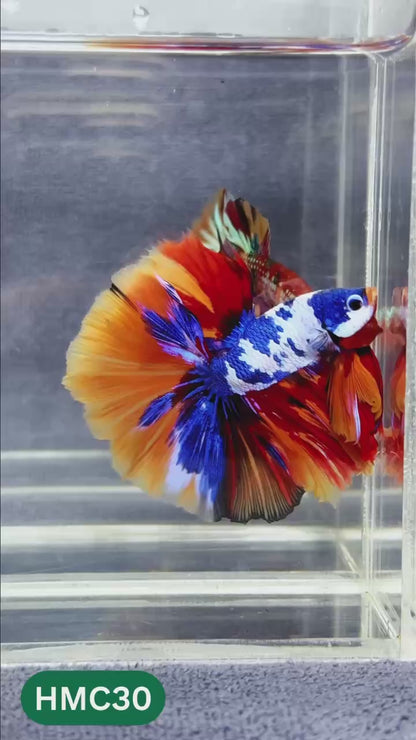 Multicolor Halfmoon Male Betta Fish | Order Directly From Farm | You Pick Fish