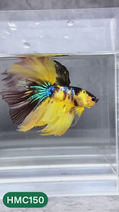 Multicolor Halfmoon Male Betta Fish | High Grade | Order Directly From Farm |  You Pick Fish |