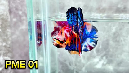 Metallic Plakat Betta Fish | You Pick Betta | Show Grade