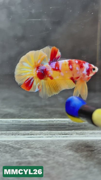 Multicolor Yellow Base Plakat Male Betta Fish | Order Directly From Farm|  You Pick Fish