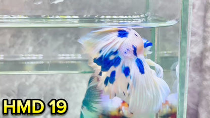 Blue Marble Dot Halfmoon Male Betta Fish | Order Directly From Farm | You Pick Fish