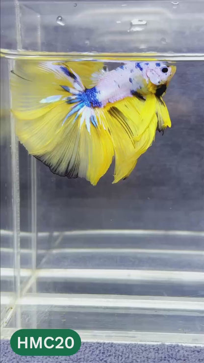 Multicolor Halfmoon Male Betta Fish | Order Directly From Farm | You Pick Fish