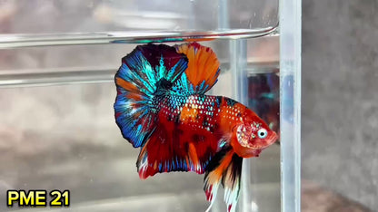 Metallic Plakat Betta Fish | You Pick Betta | Show Grade