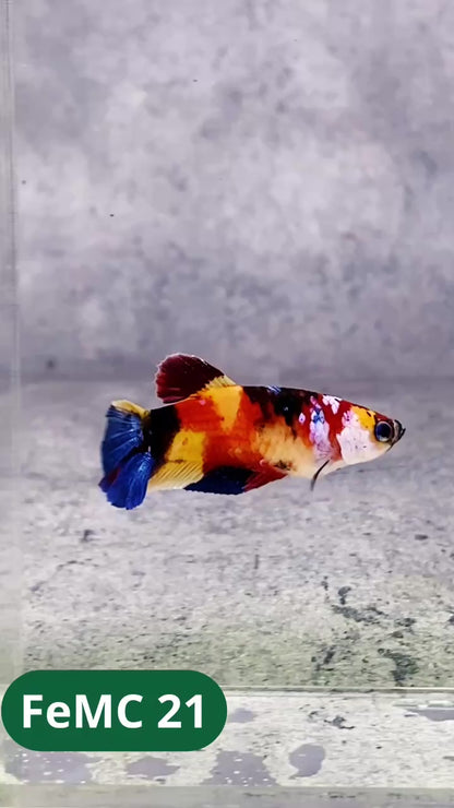 Multicolor Female Betta Fish | You Pick Fish | High Grade