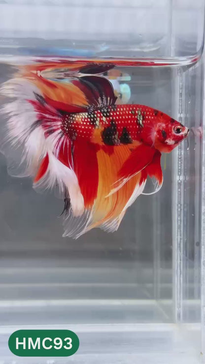 Multicolor Halfmoon Male Betta Fish | Order Directly From Farm | You Pick Fish