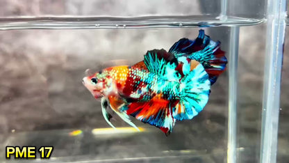 Metallic Plakat Betta Fish | You Pick Betta | Show Grade