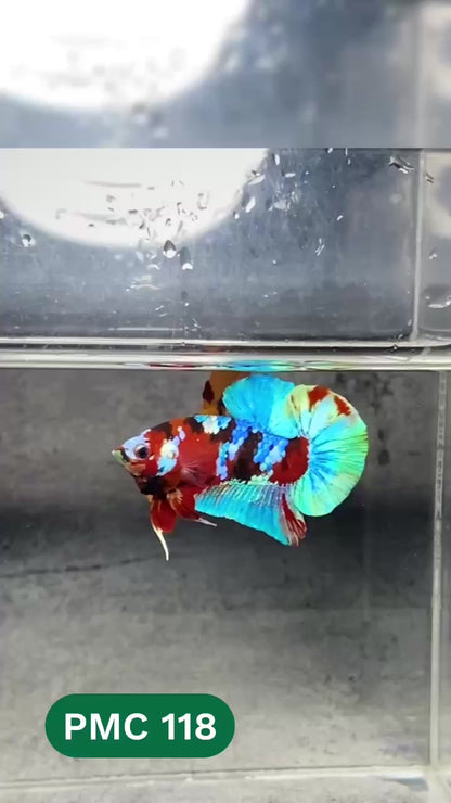 Multicolor Plakat Male Betta Fish |Show Grade|  You Pick Fish