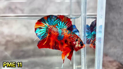 Metallic Plakat Betta Fish | You Pick Betta | Show Grade
