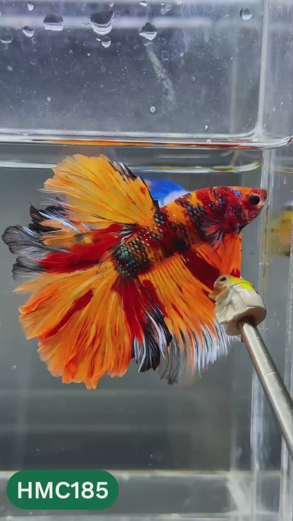 Multicolor Halfmoon Male Betta Fish | Order Directly From Farm | You Pick Fish