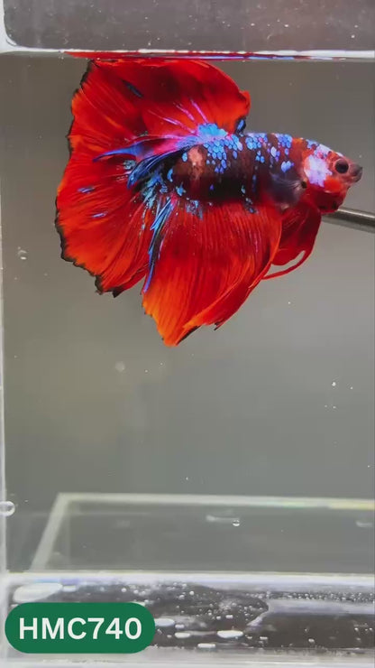 Multicolor Halfmoon Male Betta Fish | High Grade | Order Directly From Farm |  You Pick Fish |