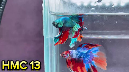 Multicolor Halfmoon Male Betta Fish | High Grade | Order Directly From Farm|  You Pick Fish |