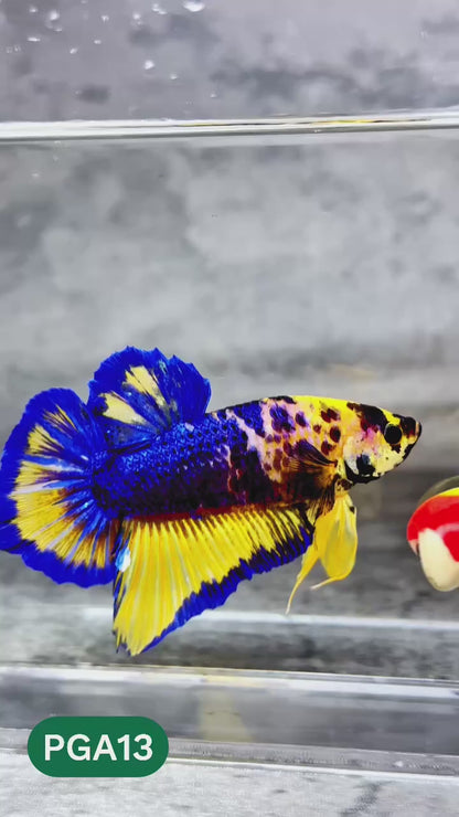 King Giant Plakat Male Betta Fish | You Pick Fish | High Grade