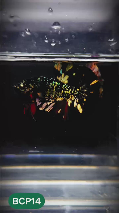 Black Panther Plakat Male Betta Fish | You Pick Fish | Rare Betta