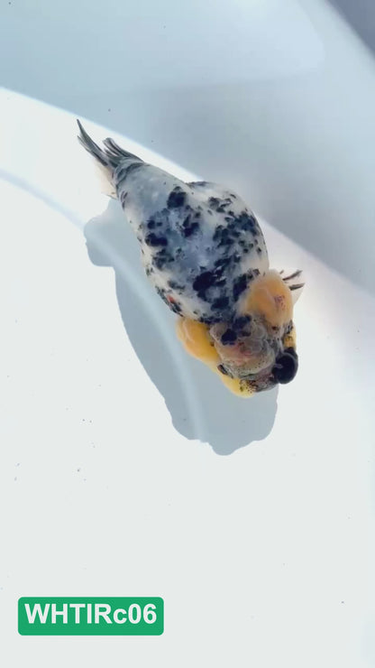 Pearl White Tiger Calico Ranchu Goldfish | You Pick Fish