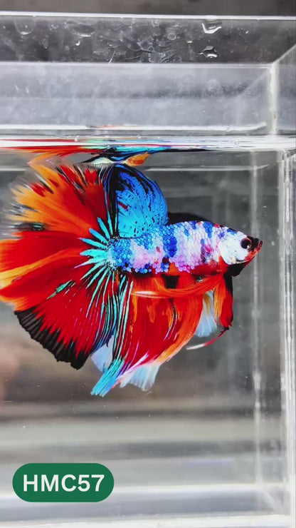 Nemo Halfmoon Male Betta Fish | Order Directly From Farm | You Pick Fish
