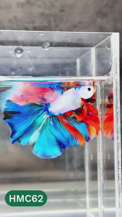 Nemo Halfmoon Male Betta Fish | Order Directly From Farm | You Pick Fish