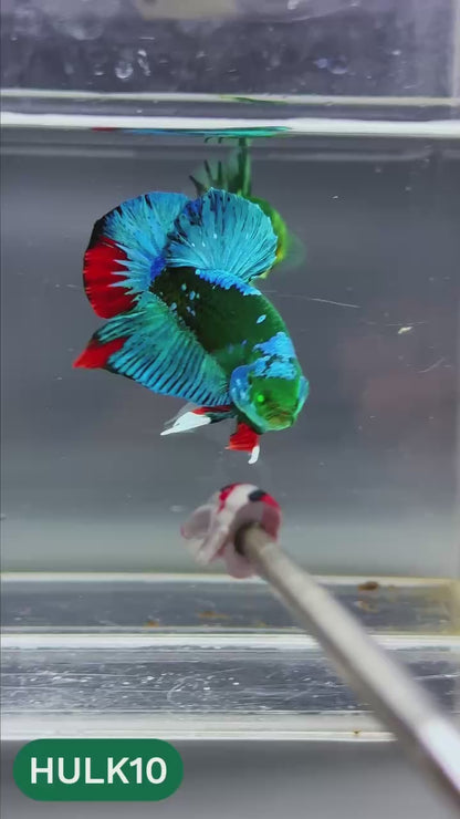 Galaxy Hulk Plakat Male Betta Fish | Exotic Grade | You Pick