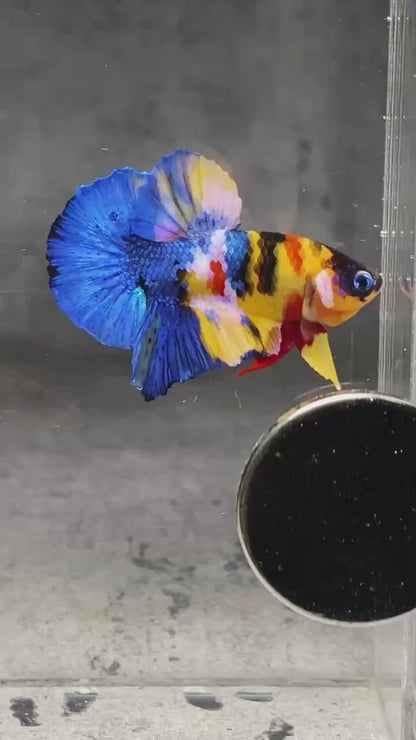 Multicolor Plakat Male Betta Fish |Show Grade|  You Pick Fish
