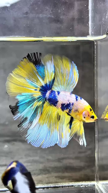 Multicolor Halfmoon Male Betta Fish | High Grade | Order Directly From Farm |  You Pick Fish |