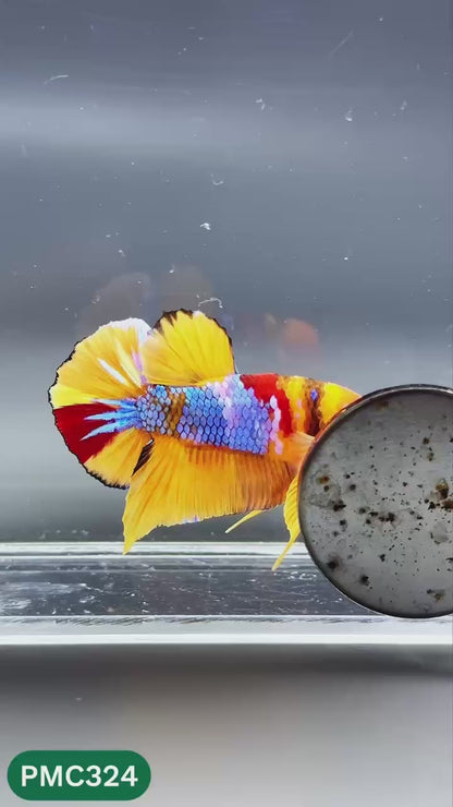 Multicolor Plakat Male Betta Fish | Show Grade |  You Pick Fish