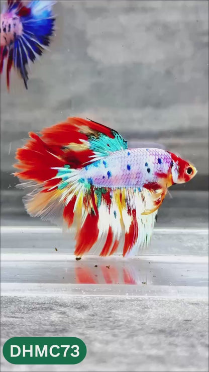 Multicolor Halfmoon Male Betta Fish | Order Directly From Farm | You Pick Fish