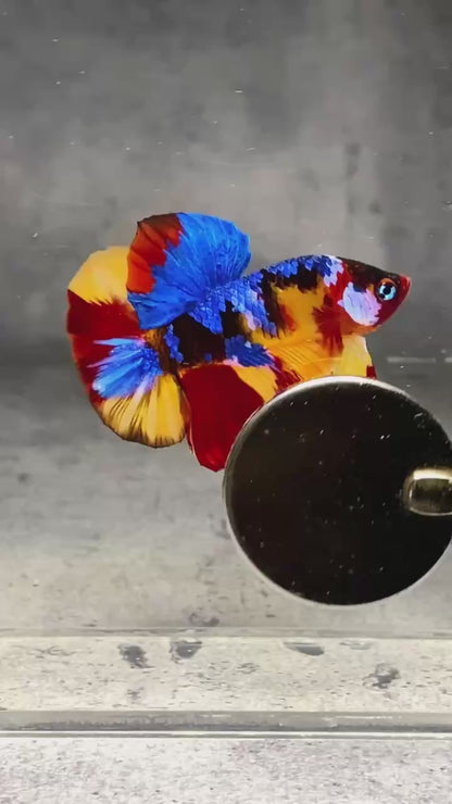 Multicolor Plakat Male Betta Fish |Show Grade|  You Pick Fish