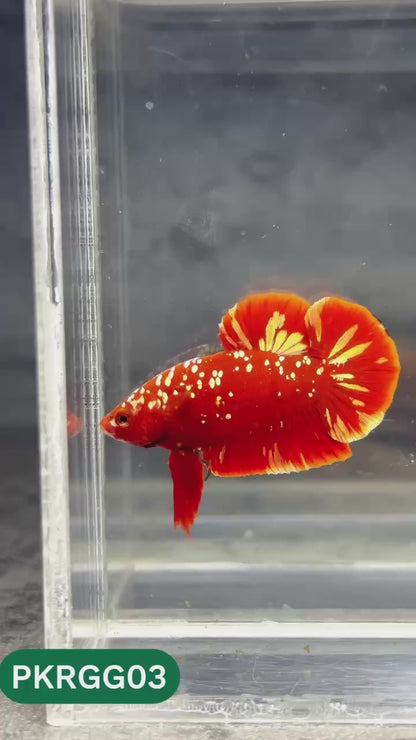 Golden Star Dust Galaxy Plakat Male Betta Fish | Super Rare | You Pick Fish