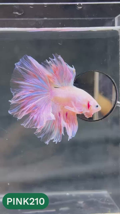 Pink Halfmoon Male Betta Fish | You Pick Fish | Order Directly From Farm