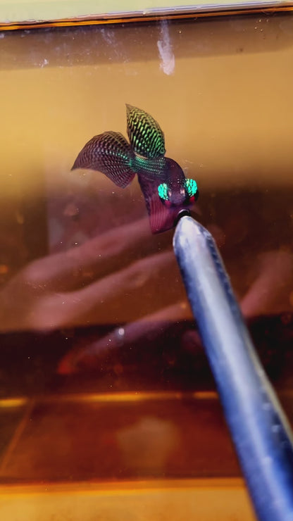 Wild Guitar Green Smaragdina Male Betta Fish