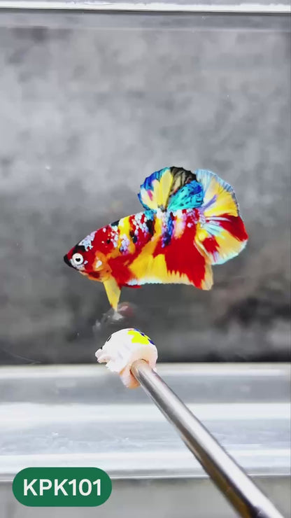 Multicolor Yellow Base Plakat Male Betta Fish | Order Directly From Farm |  You Pick Fish