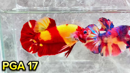 King Giant Plakat Male Betta Fish | You Pick Fish | High Grade