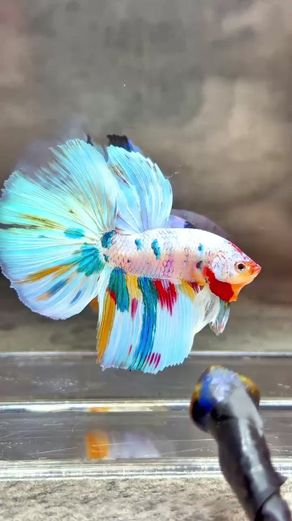 Multicolor Halfmoon Male Betta Fish | High Grade | Order Directly From Farm |  You Pick Fish |