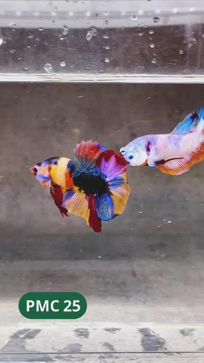 Multicolor Plakat Male Betta Fish |Show Grade|  You Pick Fish