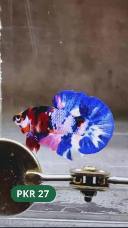 Multicolor Yellow Base Plakat Male Betta Fish | Order Directly From Farm |  You Pick Fish