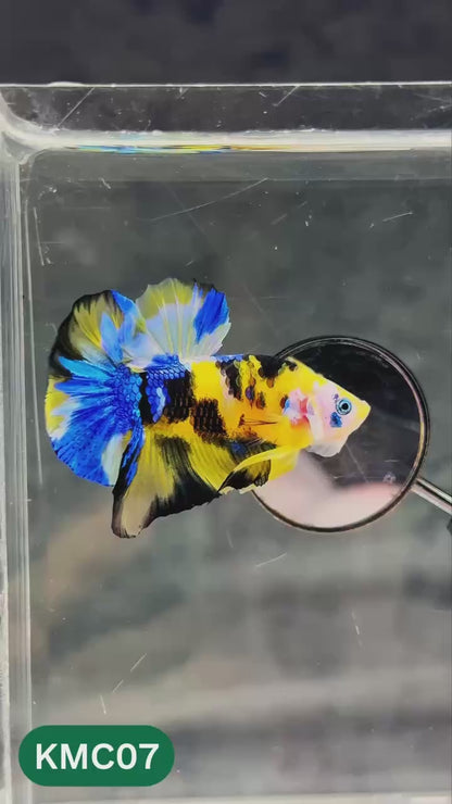 Multicolor Yellow Base Plakat Male Betta Fish | Order Directly From Farm |  You Pick Fish
