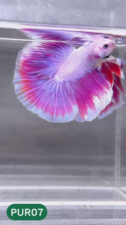 Purple Halfmoon Male Betta Fish | You Pick Fish | Order Directly From Farm