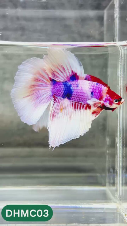 Multicolor Halfmoon Male Betta Fish | High Grade | Order Directly From Farm |  You Pick Fish |