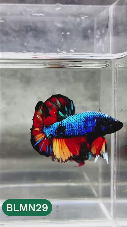 Dark Flame Hellfire Plakat Male Betta Fish | You Pick Fish | Rare Betta