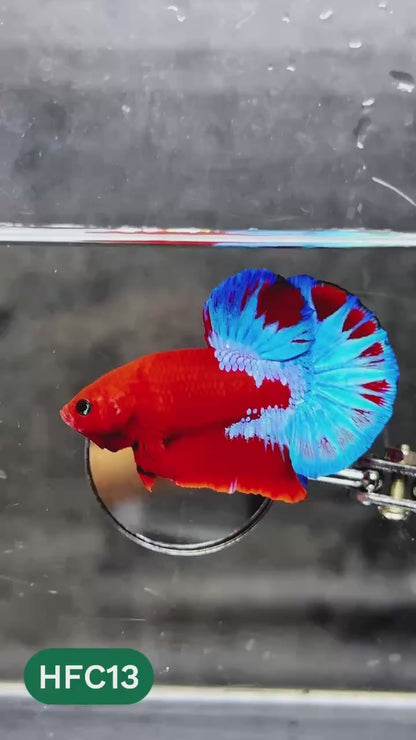 Hellboy Plakat Male Betta Fish | Order Directly From Farm | You Pick Fish