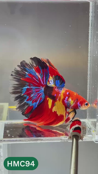 Multicolor Halfmoon Male Betta Fish | High Grade | Order Directly From Farm |  You Pick Fish |