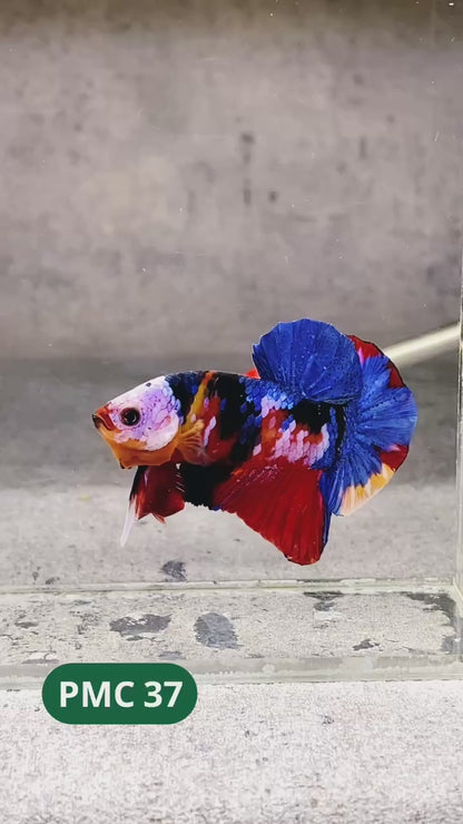 Multicolor Plakat Male Betta Fish |Show Grade|  You Pick Fish
