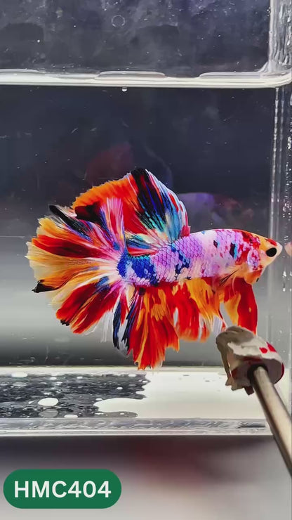 Nemo Halfmoon Male Betta Fish | Order Directly From Farm | You Pick Fish