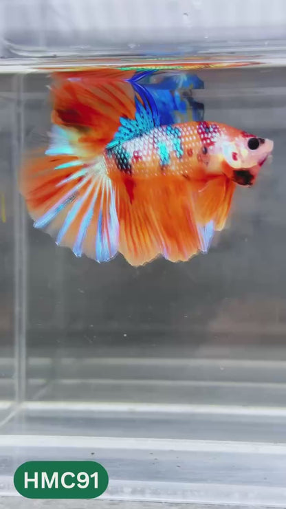 Multicolor Halfmoon Male Betta Fish | Order Directly From Farm | You Pick Fish