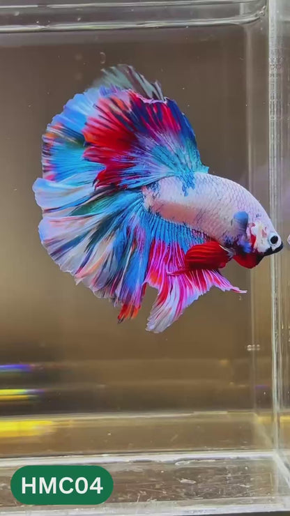 Multicolor Halfmoon Male Betta Fish | High Grade | Order Directly From Farm |  You Pick Fish |